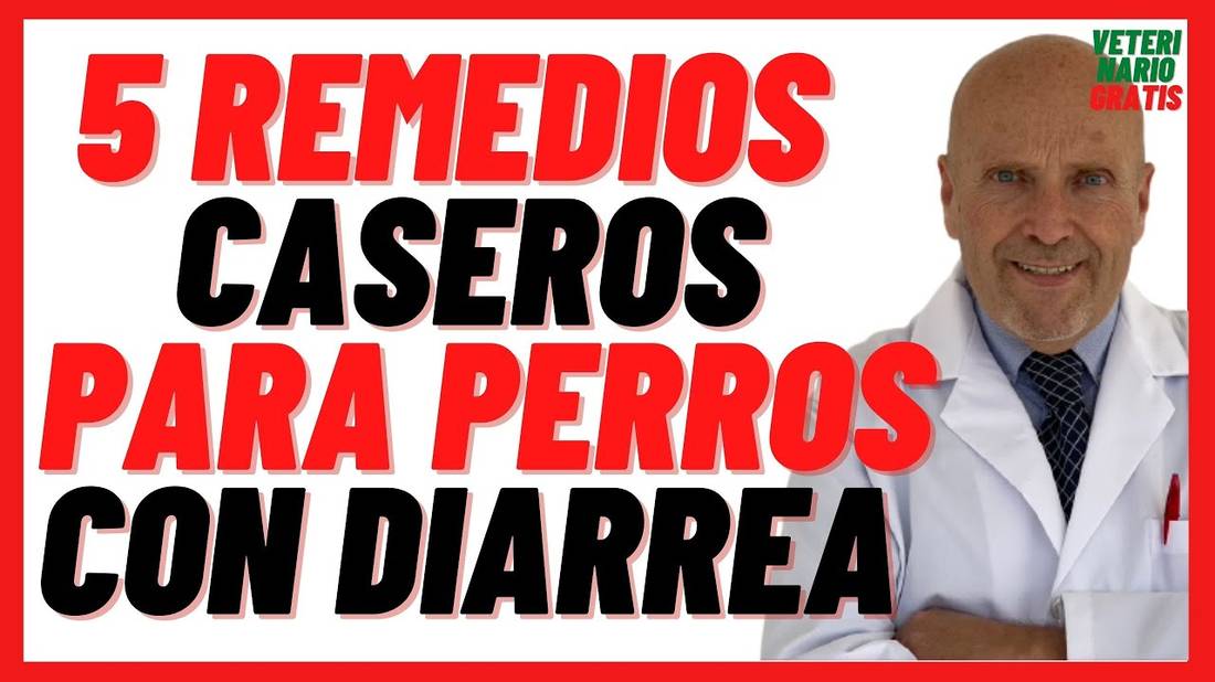 5  Remedios Caseros Para Curar la Diarrea en Perros  Dieta Blanda, Agua de Arroz y Probióticos