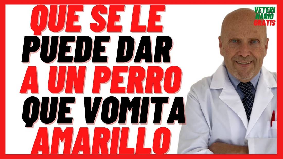 Que se le Puede dar a Un PERRO que VOMITA AMARILLO  Porque Mi Perro Vomita Todo lo que Come y Bebe