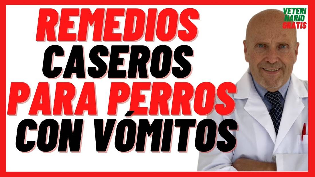 Remedios Caseros y Naturales para perros con vómitos ¿Cómo curar el vómito en perros?