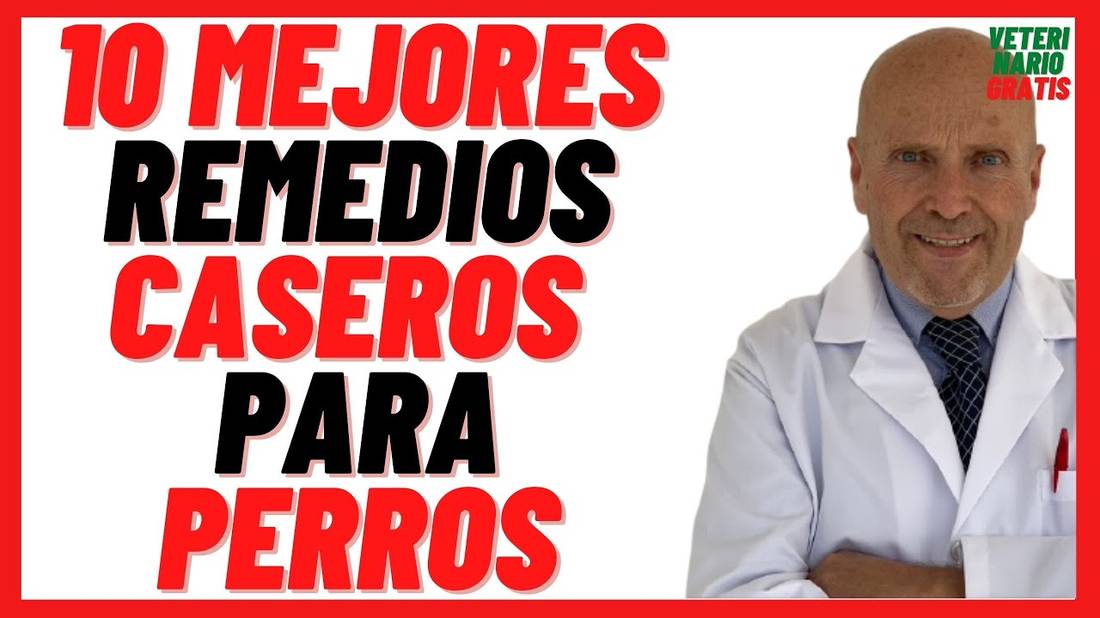 Los 10 Mejores Remedios Caseros y Naturales para el Cuidado de Perros Enfermos