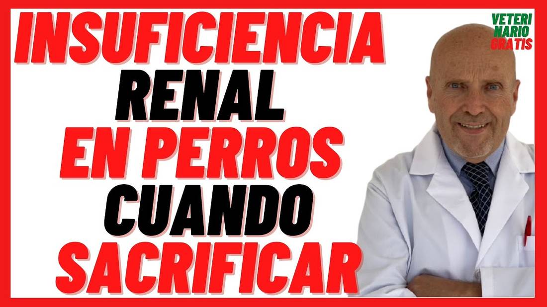 Insuficiencia o Falla renal en Perros  Síntomas, Tratamiento con Benazepril, Cuando Sacrificar