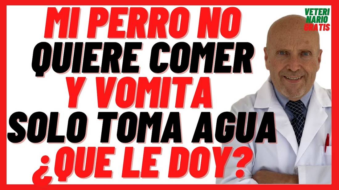 Porque Mi Perro NO Quiere COMER y VOMITA Solo Toma Agua  Está Triste y Decaído ¿Qué le puedo dar?