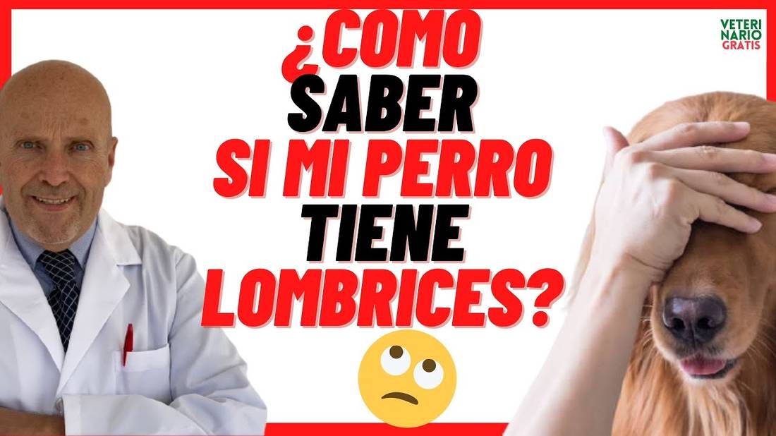 ✅¿COMO SABER SI MI PERRO TIENE PARÁSITOS INTERNOS ? ✅ SÍNTOMAS de LOMBRICES en PERROS CACHORROS