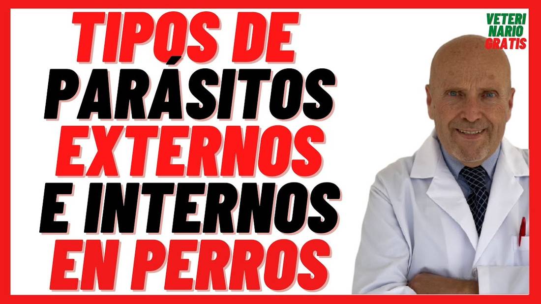 Tipos de Parásitos Externos e Internos (Intestinales) en Perros  Cachorros y Adultos Síntomas