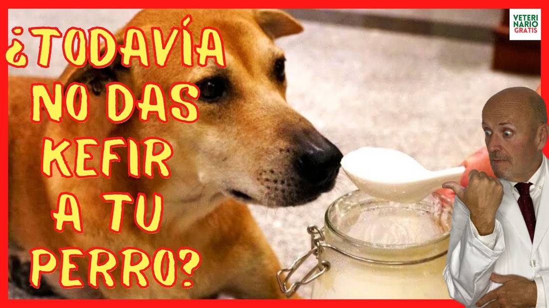 KEFIR  QUE ES, DOSIS, Y BENEFICIOS DEL MEJOR PROBIÓTICO PARA PERROS