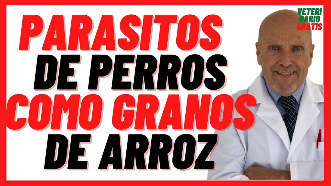 PARÁSITOS INTESTINALES de Perros como Granos de Arroz  Dipylidium Caninum o Tenia del Perro