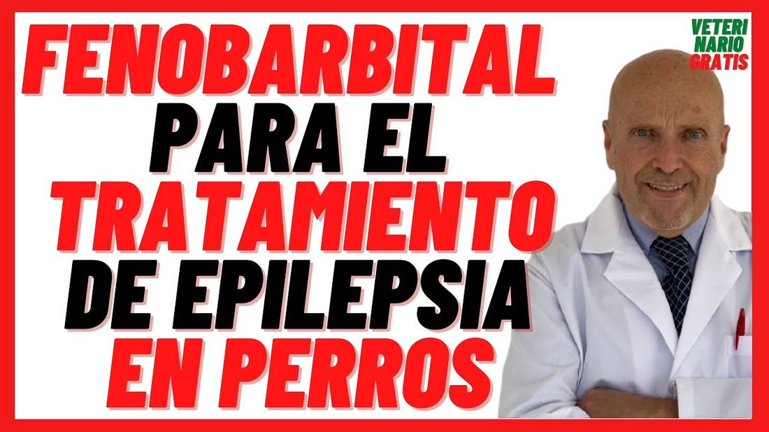 Fenobarbital para los Ataques Epilépticos y Convulsiones  en Perros (Luminal, Gardenal) Dosis