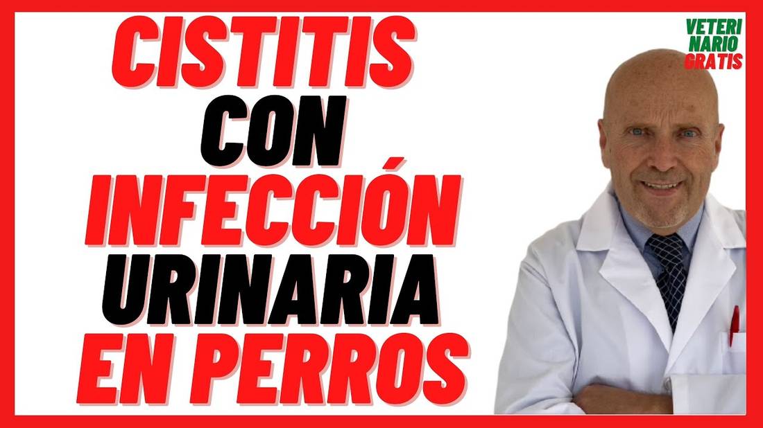 CISTITIS CANINA con INFECCIÓN de ORINA o URINARIA en Perros  Causas, Síntomas y Tratamiento