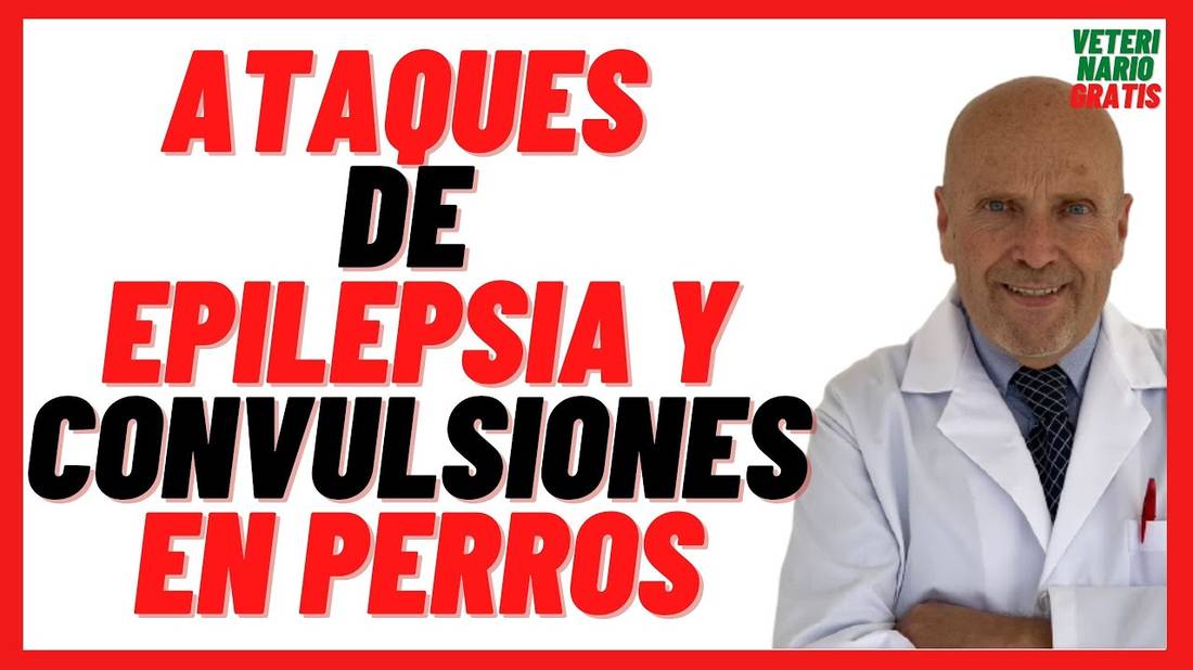 Ataques de EPILEPSIA y CONVULSIONES en Perros Mayores y Viejos  Causas, Síntomas y Tratamiento