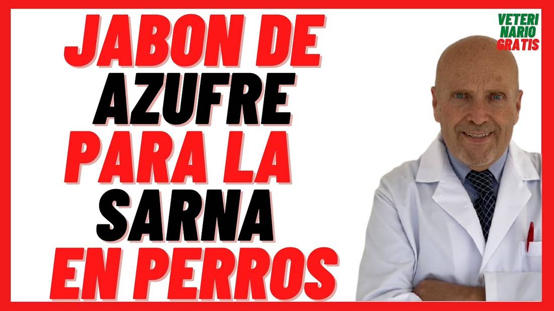 Jabón de Azufre Dermaclin o Grisi  para la SARNA (Caracha o Jiote) y HONGOS en Perros