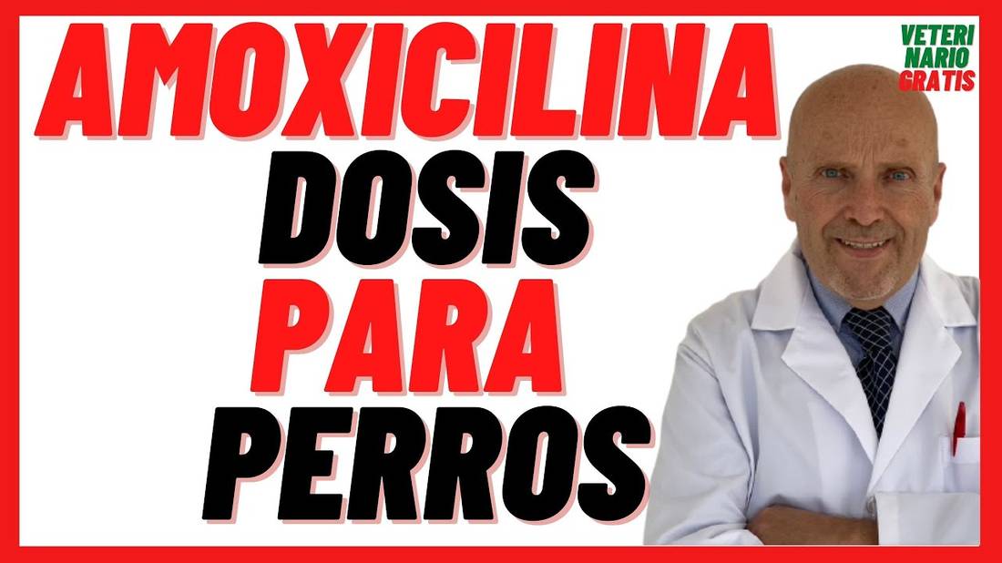 Amoxicilina, Clavamox Dosis en Perros Antibioticos para perros con infecciones de piel cutáneas