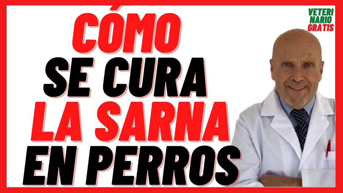 Como se cura la Sarna Sarcóptica y Demodécica o Roja en Perros  Qué medicamento es Bueno para Sarna