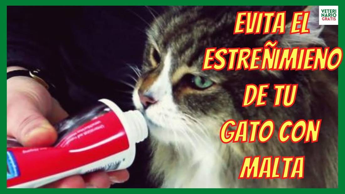 MALTA PARA GATOS LAXANTE NATURAL PARA EL ESTREÑIMIENTO POR BOLAS DE PELO EN GATOS