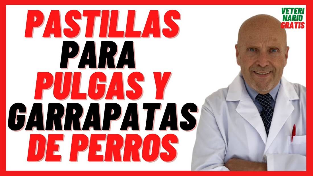 Pastillas para Pulgas y Garrapatas de Perros  TOP Pastillas Antipulgas y Garrapatas para perros