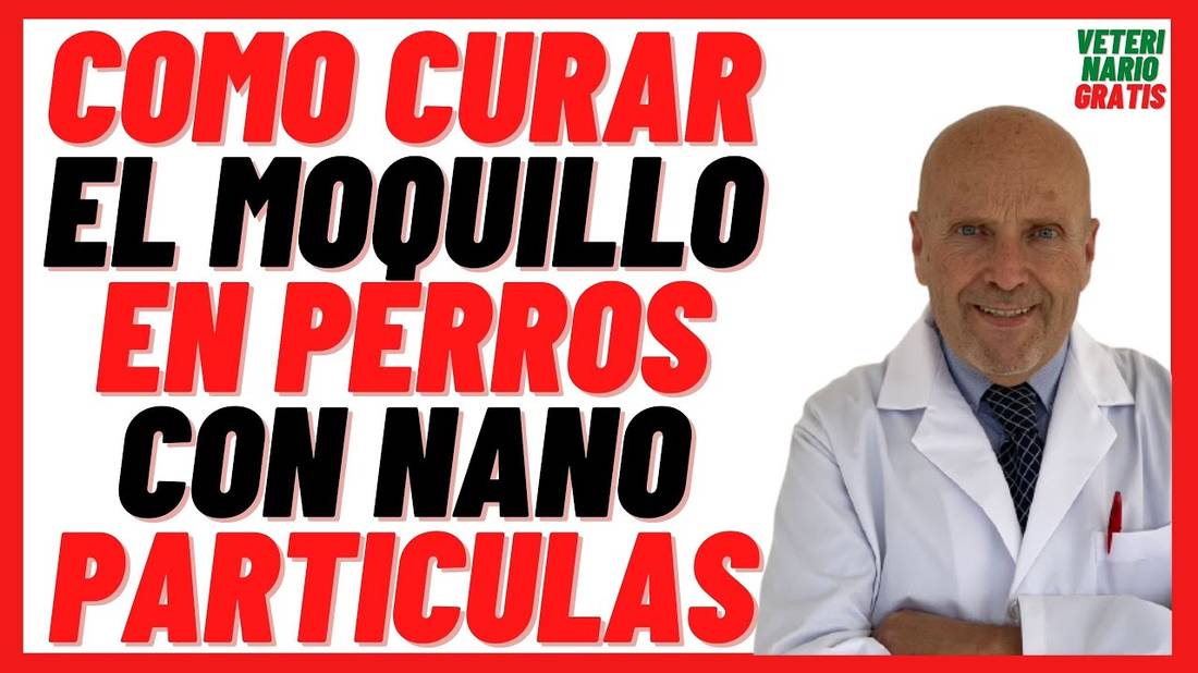 Cómo curar el MOQUILLO NERVIOSO y RESPIRATORIO  con NANOPARTÍCULAS De Plata