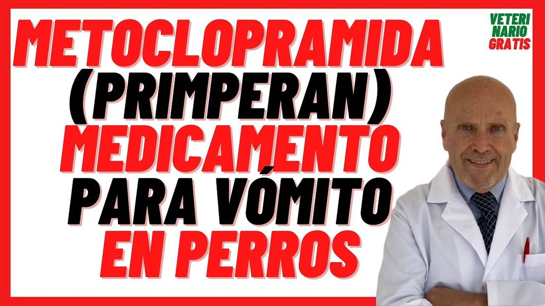 METOCLOPRAMIDA (Primperan) DOSIS en PERROS  Medicamento Antiemético para Cortar el VÓMITO en PERROS