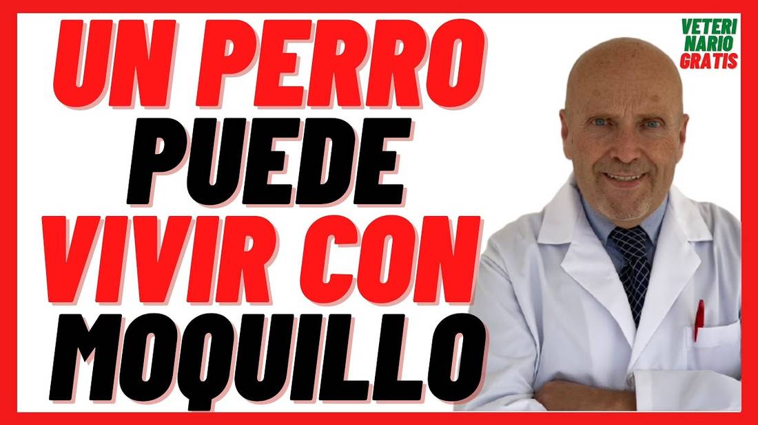 Un PERRO Puede VIVIR con MOQUILLO  Fases, Secuelas del Moquillo  Fase terminal del Moquillo Canino