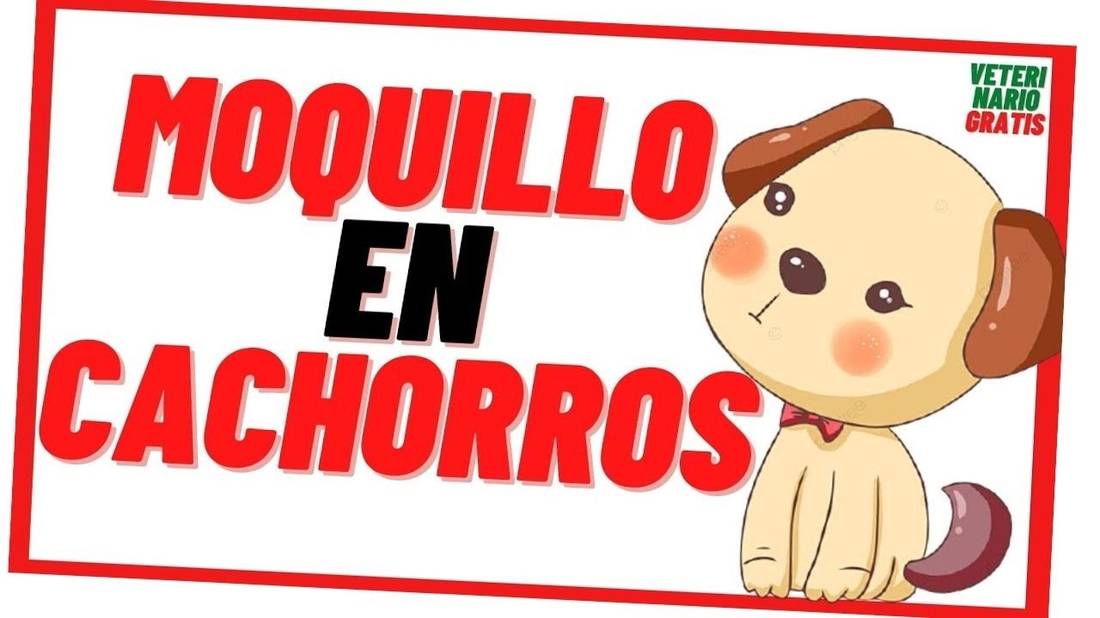 Moquillo en Cachorros Recién nacidos y 2 meses ¿Cuales son los síntomas del Moquillo en los Perros?