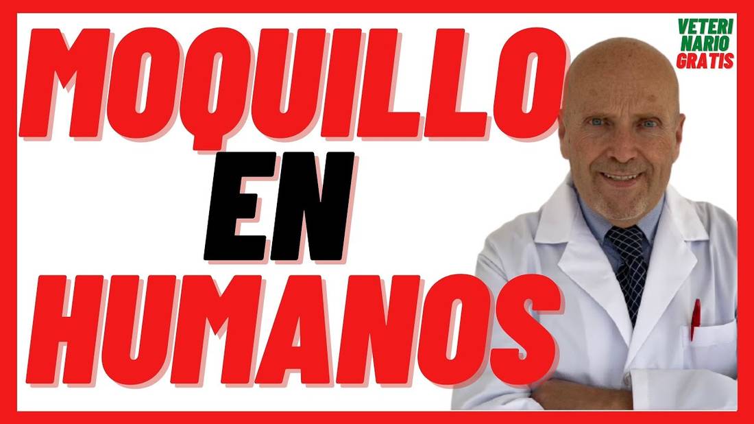 MOQUILLO o Distemper en HUMANOS Síntomas ¿El moquillo canino es contagioso? se contagia a Humanos