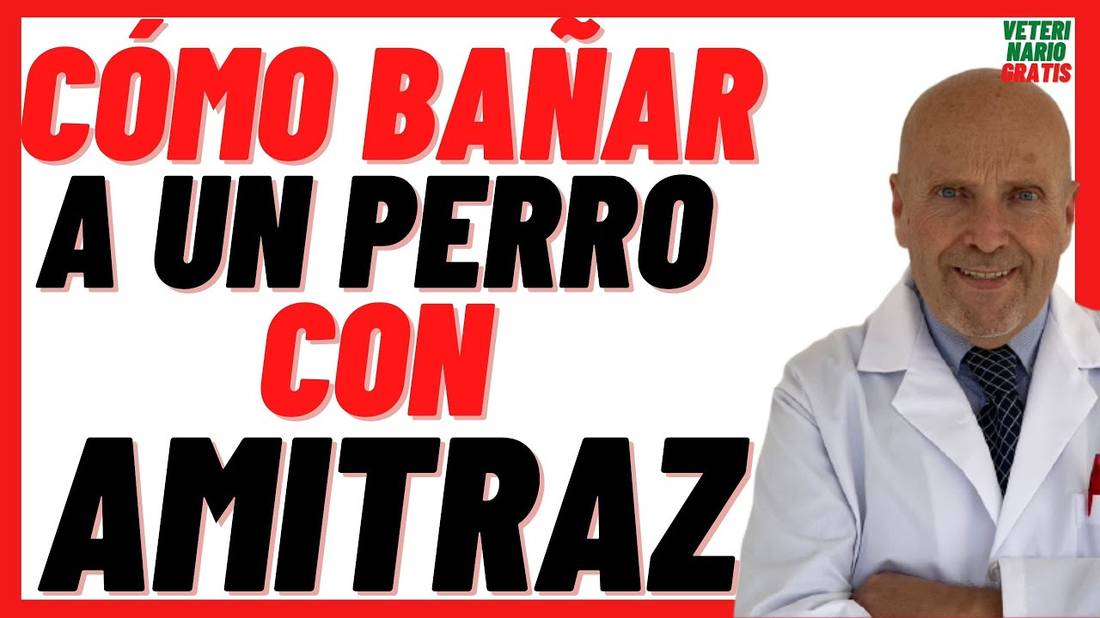 AMITRAZ (ECTODEX)  Acaricida en Perros con Sarna Dosis ¿Como bañar a un perro con Amitraz?