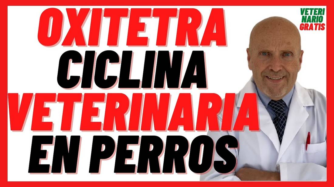 Que es la Oxitetraciclina Veterinaria o Terramicina  ¿Para qué sirve ? ¿Que cura en Perros?