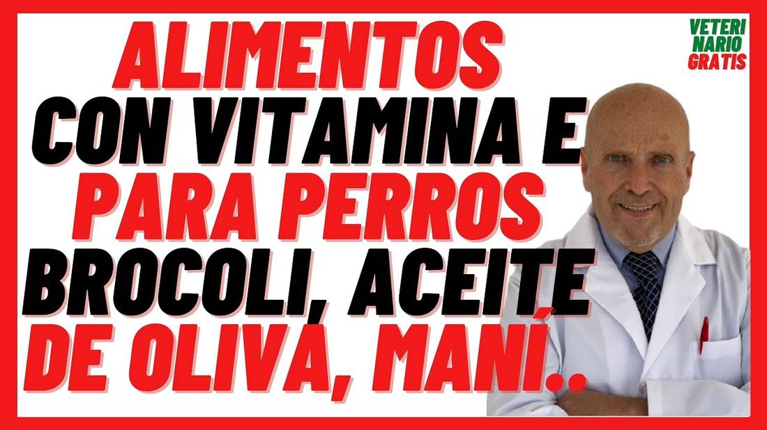 ALIMENTOS CON VITAMINA E  Qué Alimentos son Ricos en vitamina E para perros