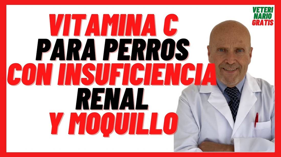 Vitamina C para que Sirve en Perros  con Insuficiencia Renal y Moquillo  DOSIS