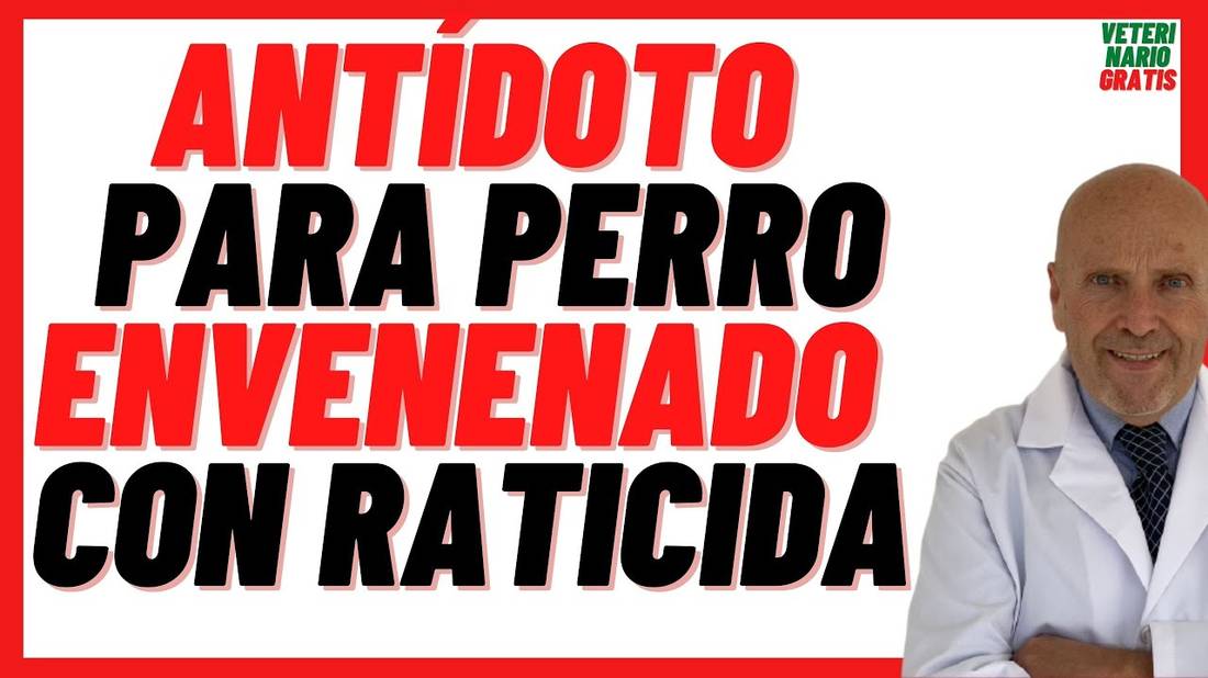 VITAMINA K1 Antídoto para PERRO Intoxicado o Envenenado por Raticida (síntomas y cómo sospechar)