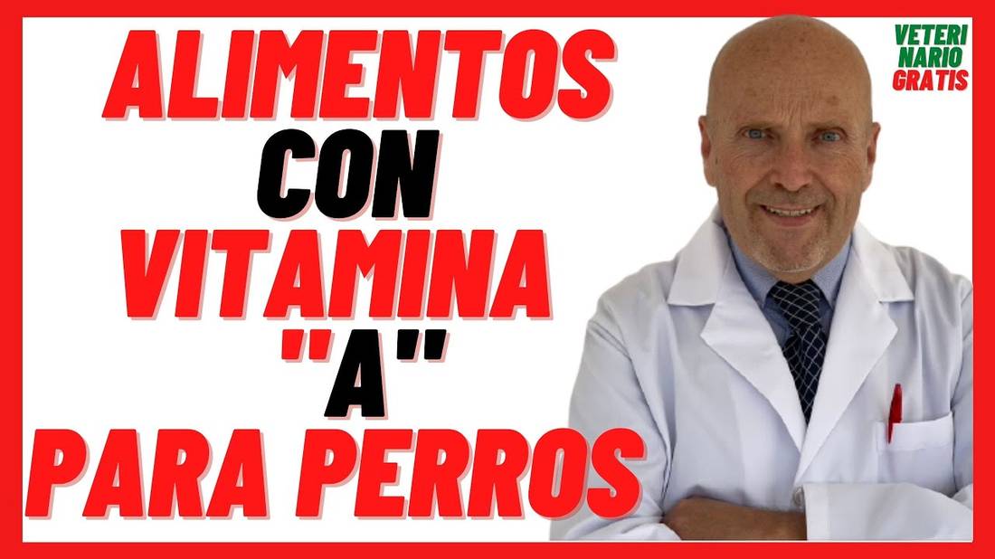 Alimentos con VITAMINA A para PERROS