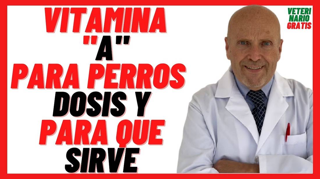 VITAMINA A para PERROS  Dosis y Para qué Sirve