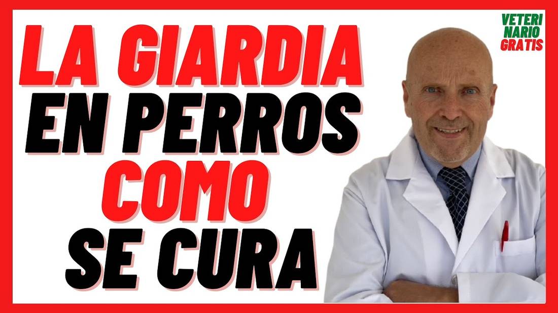 GIARDIA o GIARDIASIS en PERROS  Contagio, Síntomas y Tratamiento con Metronidazol  Como se CURA