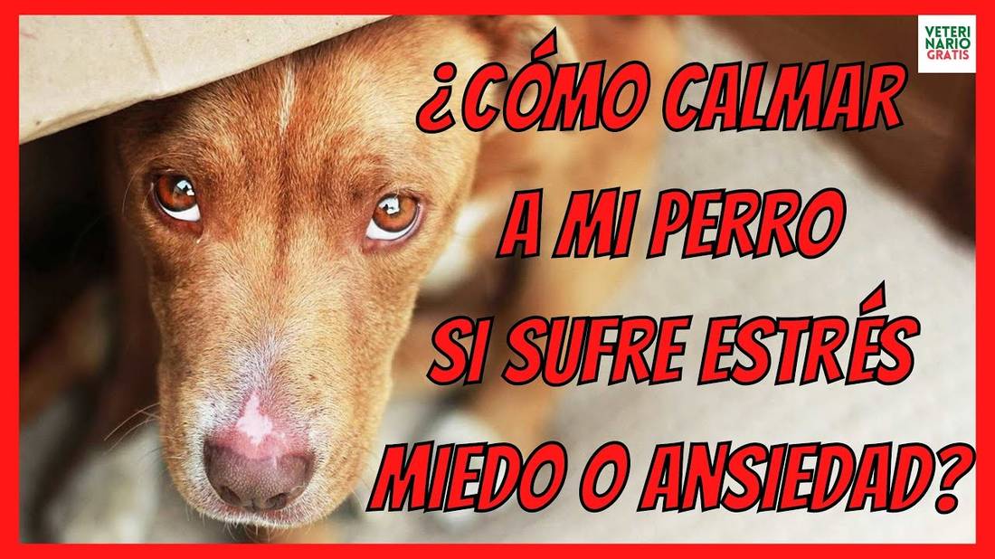 ¿COMO CALMAR A MI PERRO SI SUFRE ESTRÉS O ANSIEDAD?