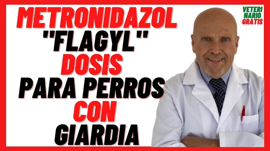 METRONIDAZOL (Flagyl) DOSIS para PERROS  con Gastroenteritis por GIARDIA en Perros (Precio..)