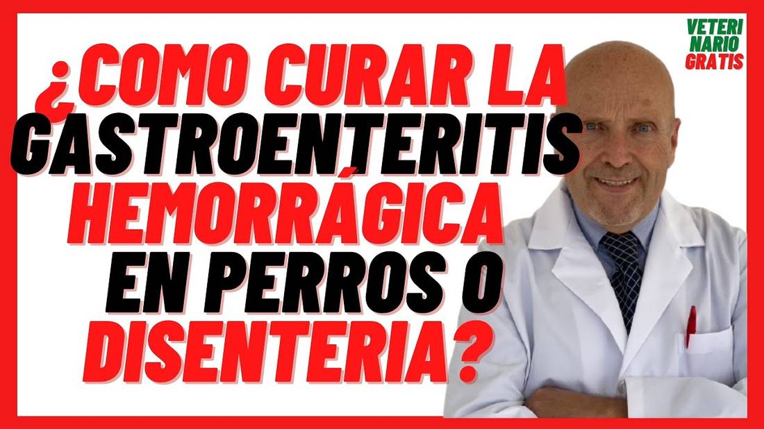 ¿Como Curar la Gastroenteritis Hemorrágica o Disentería en Perros  Tratamiento, ¿Es Contagiosa?