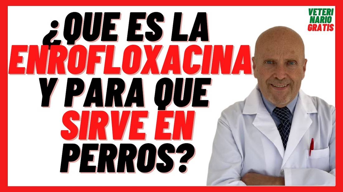 Enrofloxacina en Perros (Baytril)  Antibiótico para perros con Diarrea (dosis, para que sirve)