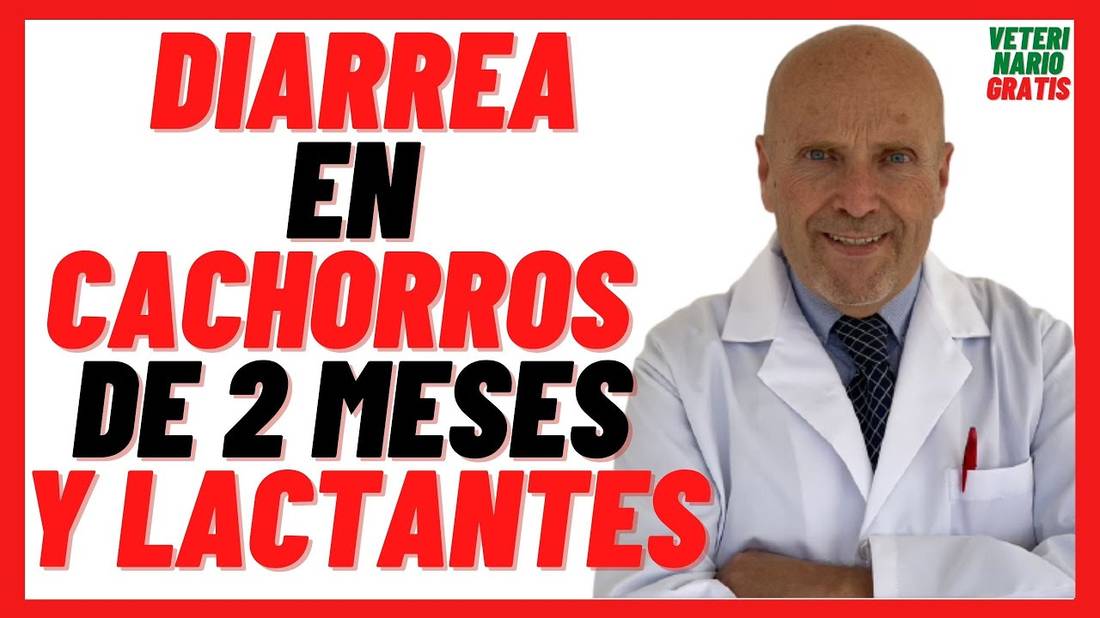 DIARREA en CACHORROS de 2 MESES  DIARREA AMARILLA en Cachorros LACTANTES