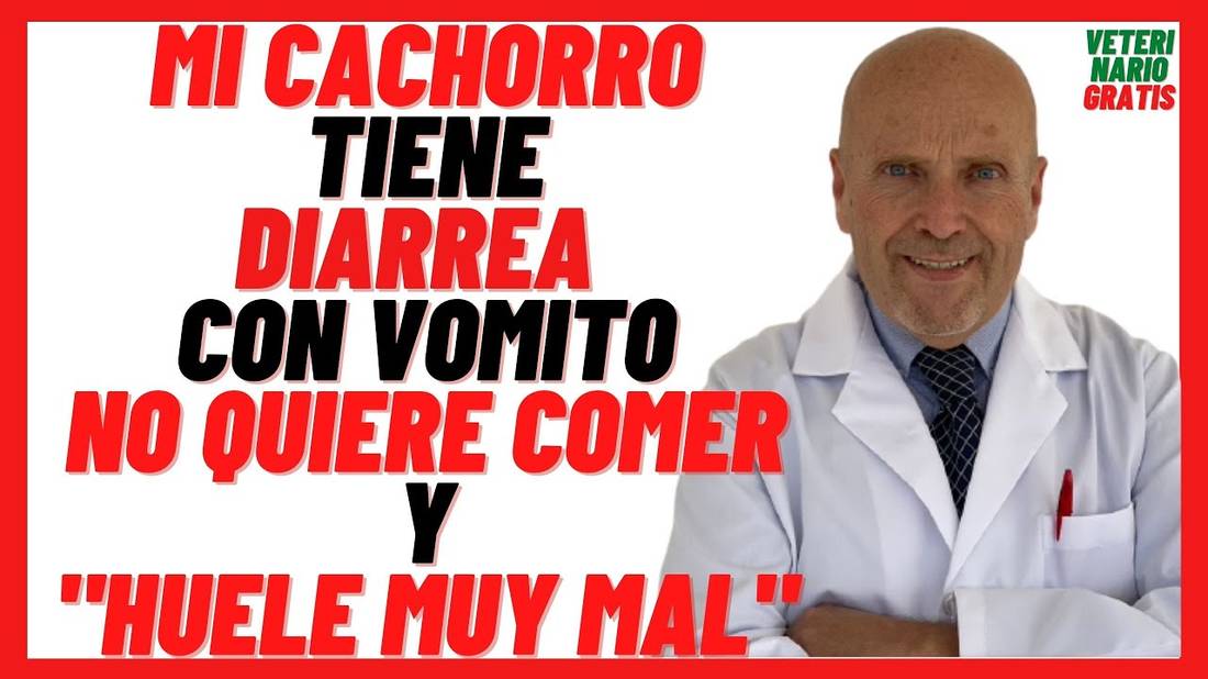 Mi CACHORRO tiene DIARREA (Amarilla o con Vómito y Sangre)  y NO Quiere Comer y HUELE muy MAL