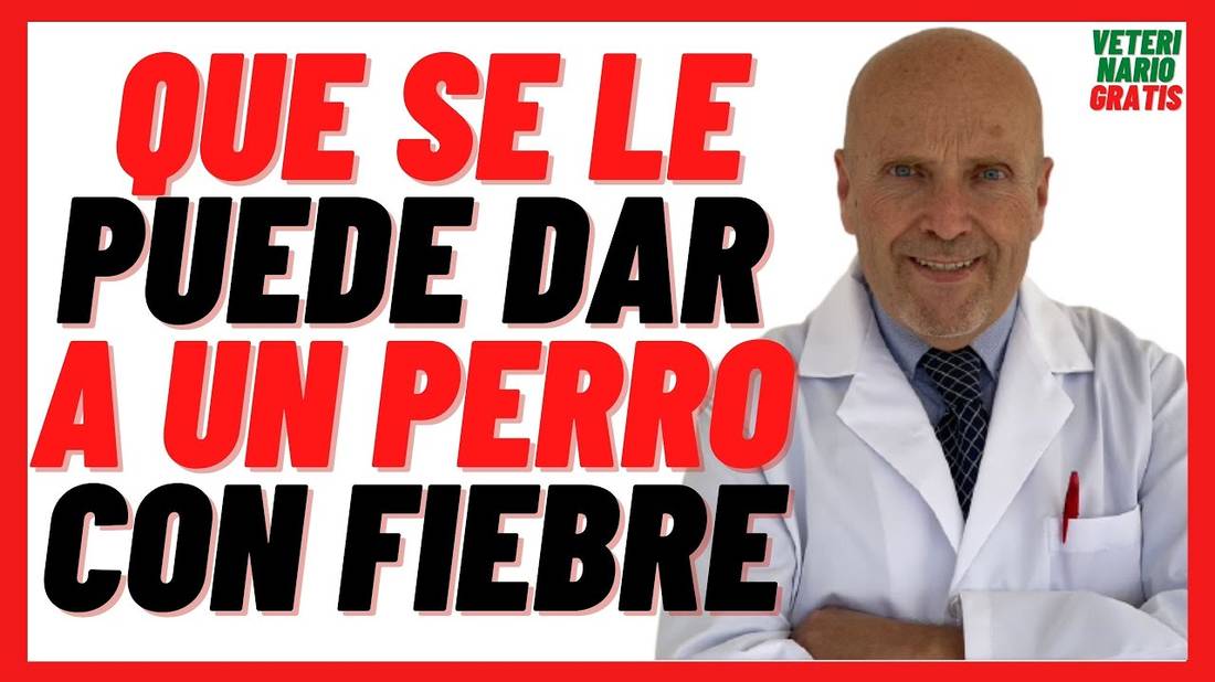 ¿QUE se le puede DAR a un PERRO con FIEBRE?  ¿Como BAJARLE la FIEBRE a un PERRO en CASA?