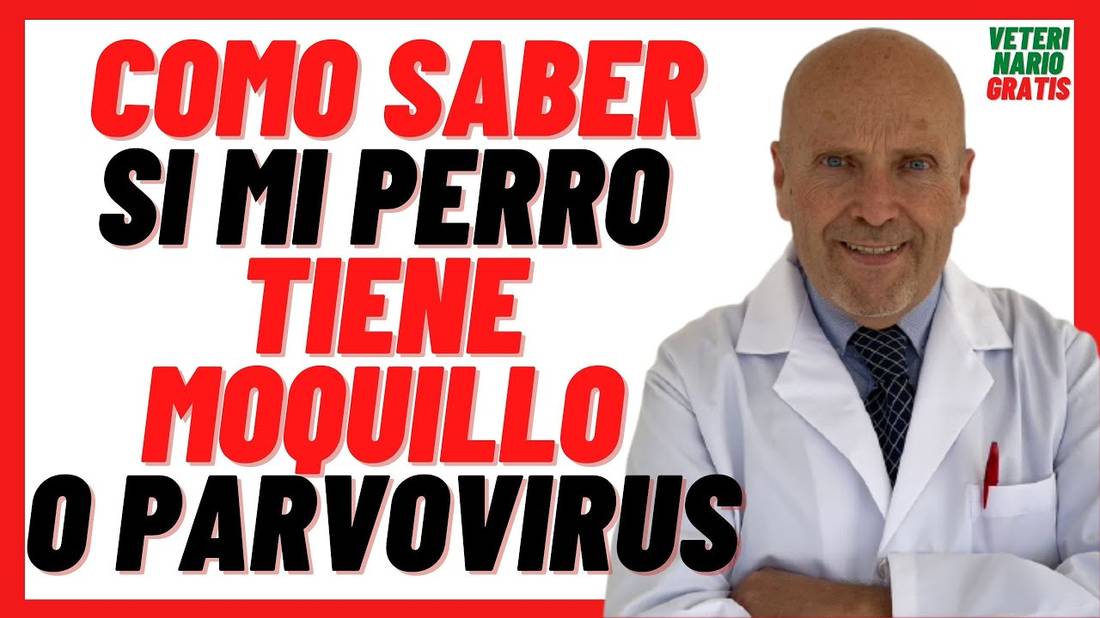 Cómo Saber si mi PERRO tiene MOQUILLO o PARVOVIRUS  Síntomas y Tratamiento en Perros CACHORROS