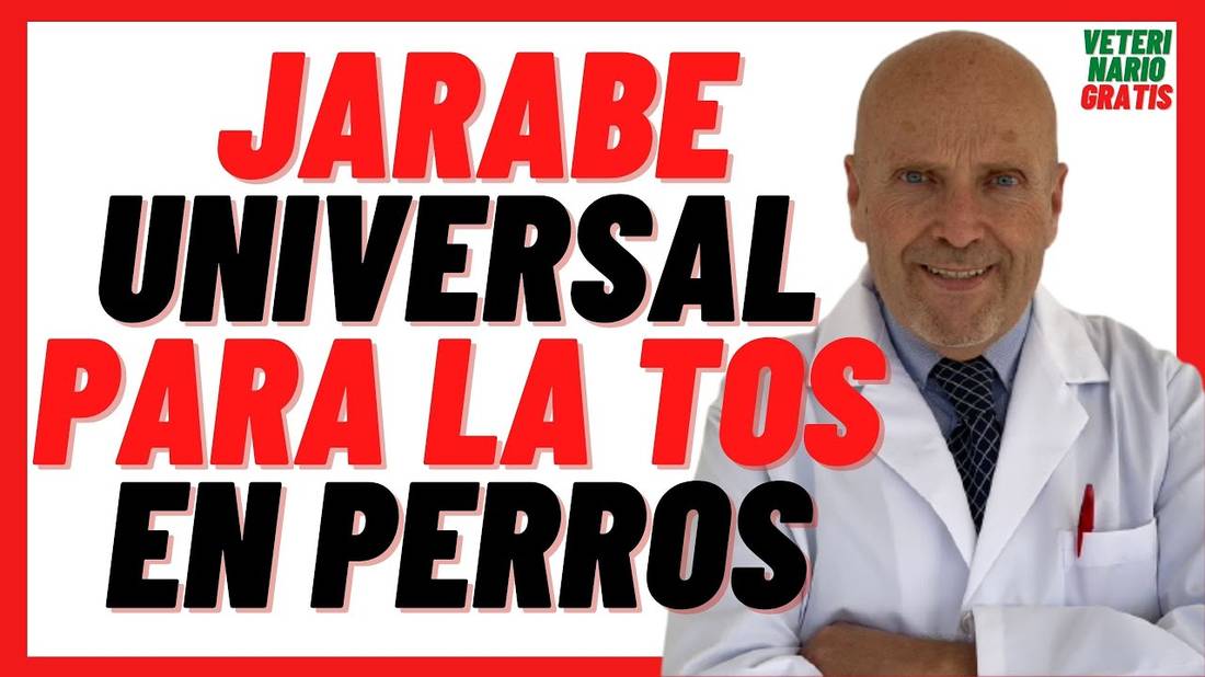 JARABE UNIVERSAL (Ambroxol) para la TOS o RESFRIADO en PERROS Mayores  Cómo curar (Tratamiento)