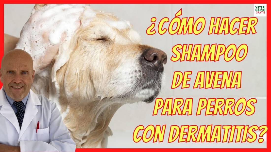 ¿COMO HACER SHAMPOO DE AVENA PARA PERROS CON DERMATITIS? + 2 TRUCOS