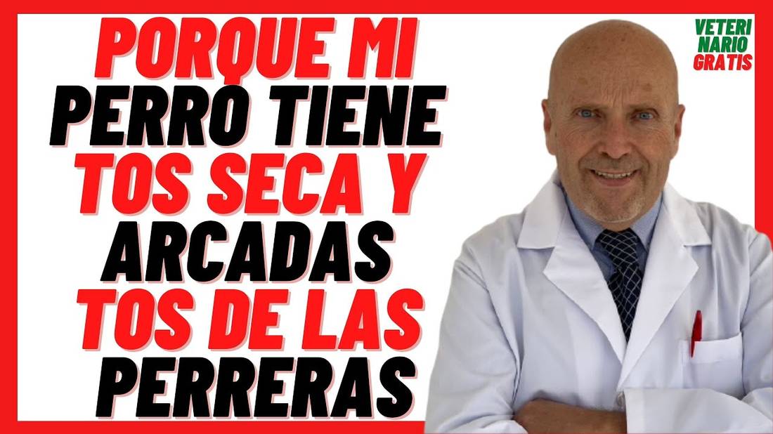 Mi Perro tiene TOS SECA y ARCADAS  TOS de las PERRERAS SÍNTOMAS Y TRATAMIENTO con AMOXICILINA