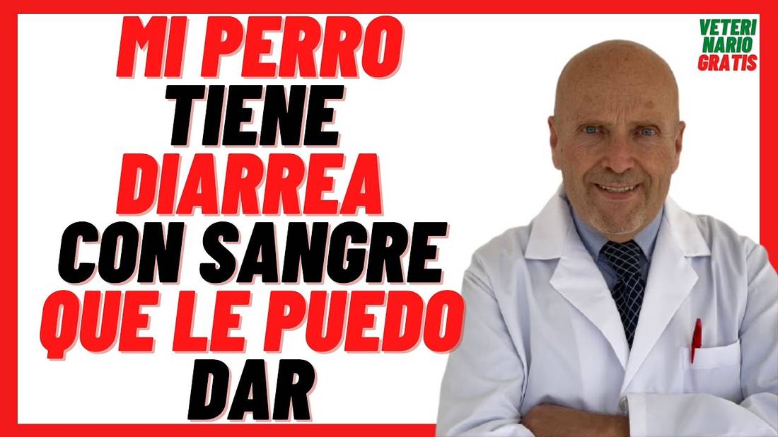 Mi PERRO Tiene DIARREA Con SANGRE Que le PUEDO DAR  HECES, POPO o DIARREA con SANGRE en PERROS