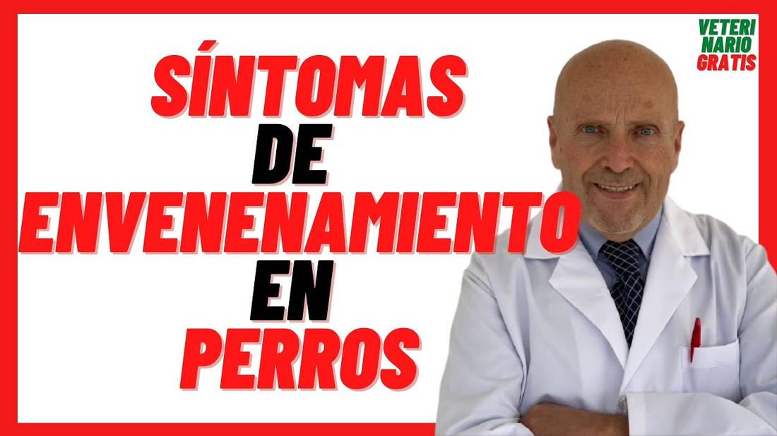 Cuanto Tardan en Aparecer SÍNTOMAS de ENVENENAMIENTO en PERROS por RATICIDA  TRATAMIENTO