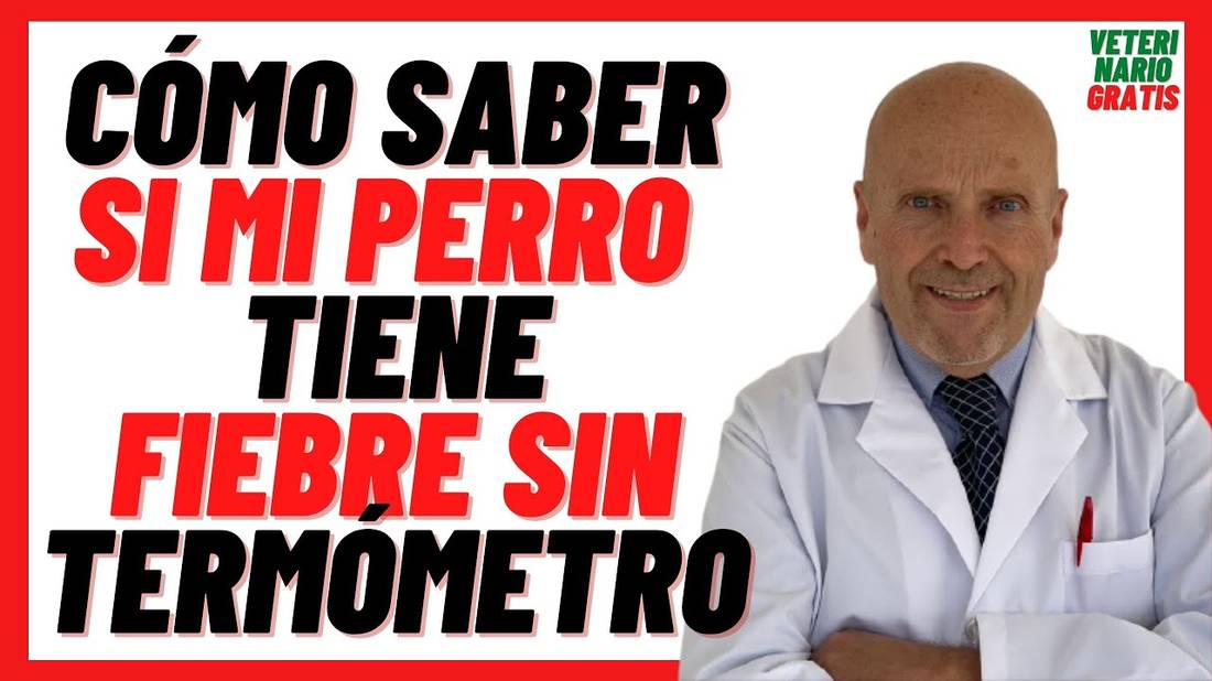 ¿Cómo Saber si mi PERRO tiene FIEBRE sin TERMÓMETRO? ¿Cómo Bajar la FIEBRE en PERROS Cachorros?