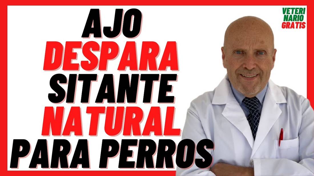 Cómo Desparasitar Perros con Ajo /Como Hacer Desparasitante Natural para perros Cachorros con AJO