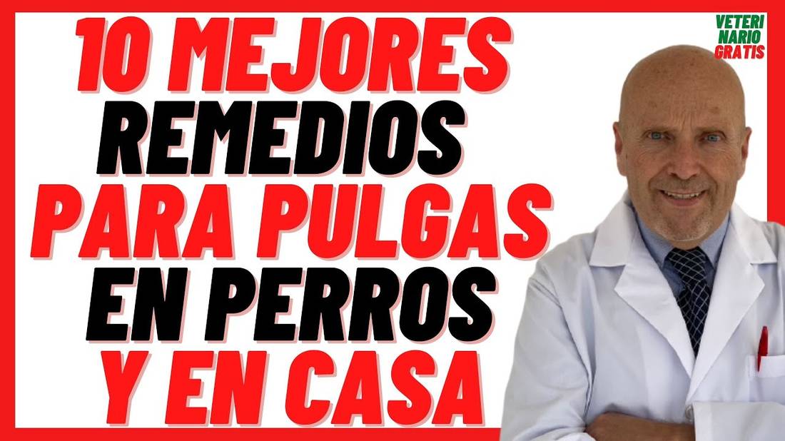 10 MEJORES Remedios Caseros para Quitar PULGAS en PERROS Repelentes Naturales 100% Efectivos