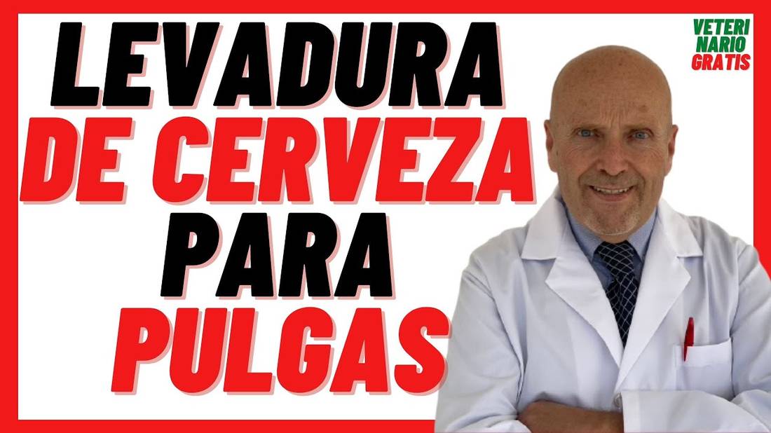 Beneficios de la Levadura de Cerveza  como Repelente Natural Casero para PULGAS en PERROS