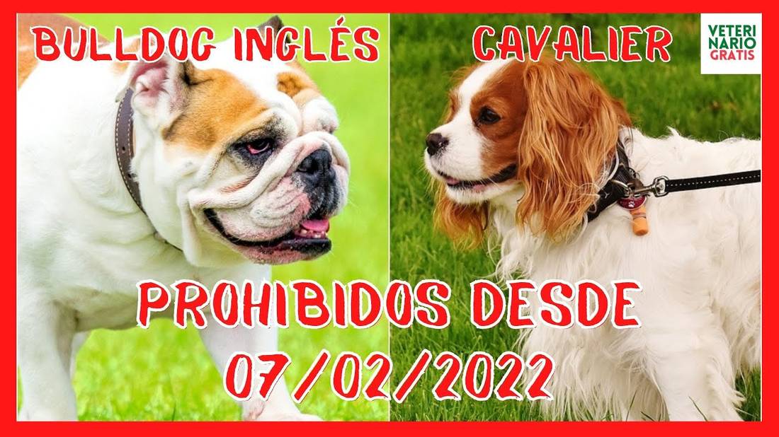 SE PROHIBE LA CRIA DE PERROS BULLDOG INGLÉS Y CAVALIER KING CHARLES SPANIEL SÓLO EN NORUEGA?