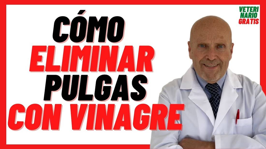 Como ELIMINAR pulgas Rápidamente en perros con VINAGRE  Eliminar pulgas de mi casa Naturalmente